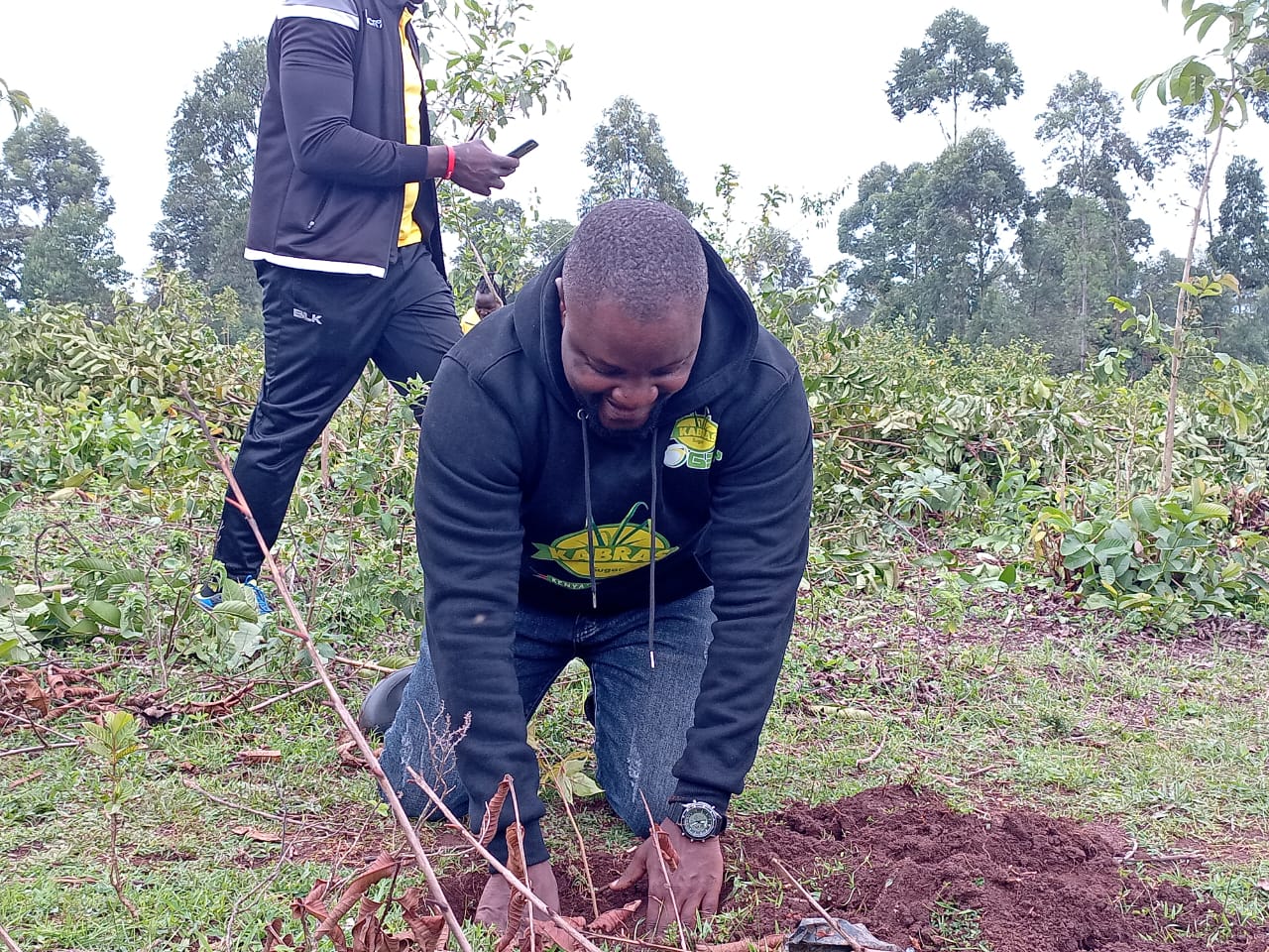 Kabras RFC snc coach Richard Ochieng plants a tree. Photo Courtesy/ Kabras Media