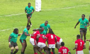 Lions vs cheetahs. PHOTO/Screengrab